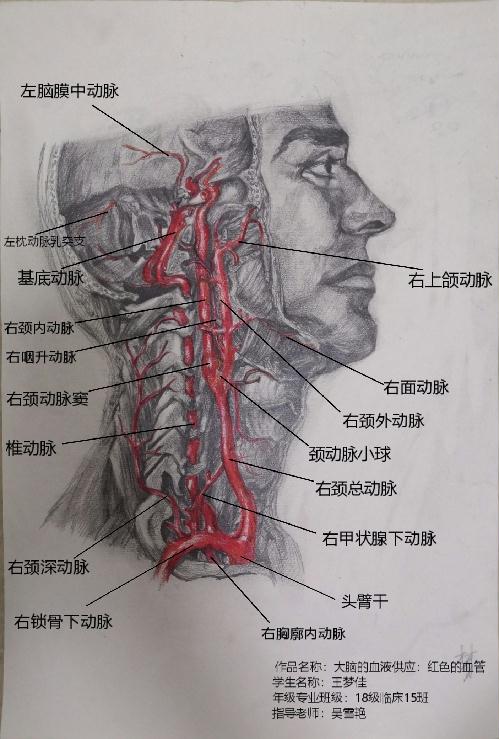 我校举办首届大学生形态学绘图作品比赛