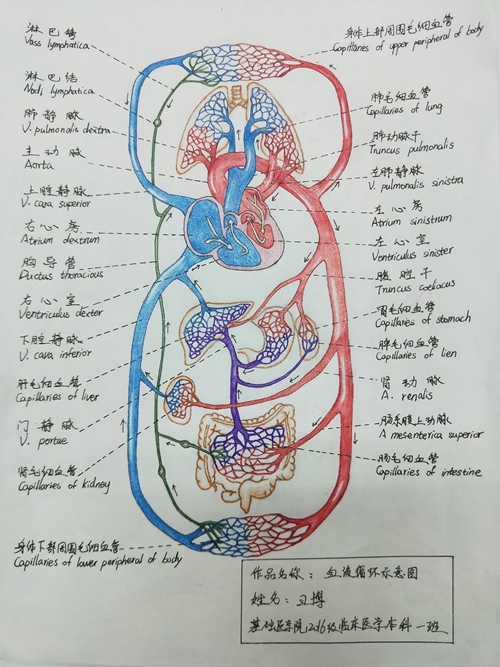 七下人体结构手抄报图片