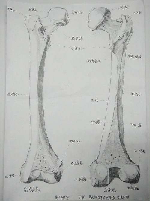 我校举办五61四系列活动之绘人体奥秘展承医风采第二届解剖绘图大赛