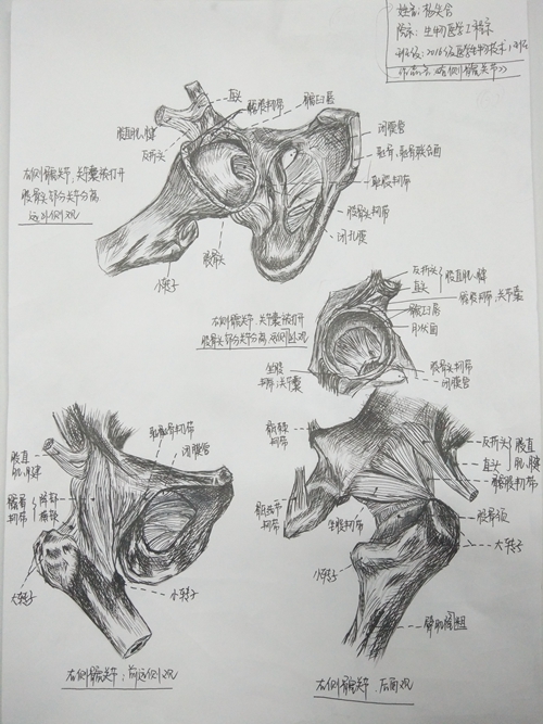 我校舉辦五61四系列活動之繪人體奧秘展承醫風采第二屆解剖繪圖大賽