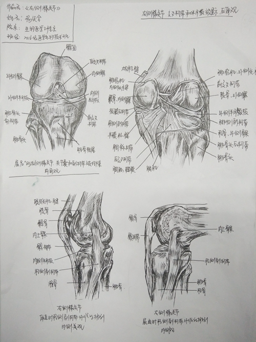 我校举办五61四系列活动之绘人体奥秘展承医风采第二届解剖绘图大赛